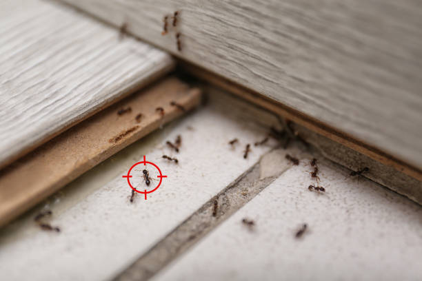 Best Bed Bug Extermination  in Mikes, TX