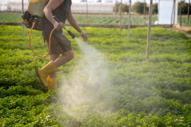 Best Ant Control Services  in Mikes, TX