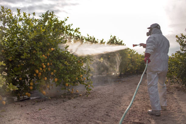 Best Best Pest Control Companies  in Mikes, TX