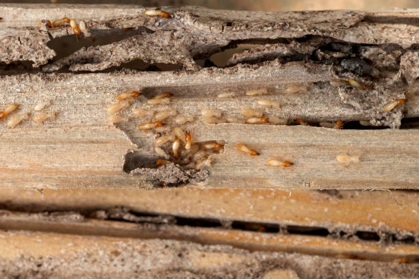 Best Pest Control for Businesses  in Mikes, TX